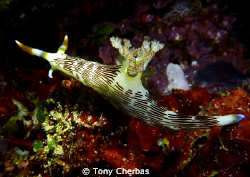 Nudibranch: Panasonic ZS3 with Inon videolight by Tony Cherbas 